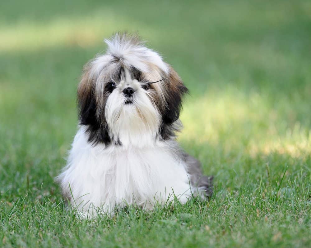 cuanto cuesta adoptar un shih tzu