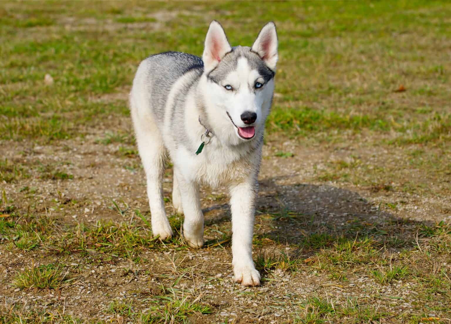 Mini fashion husky