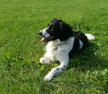 Perdiguero frisón, conocido como Stabyhoun