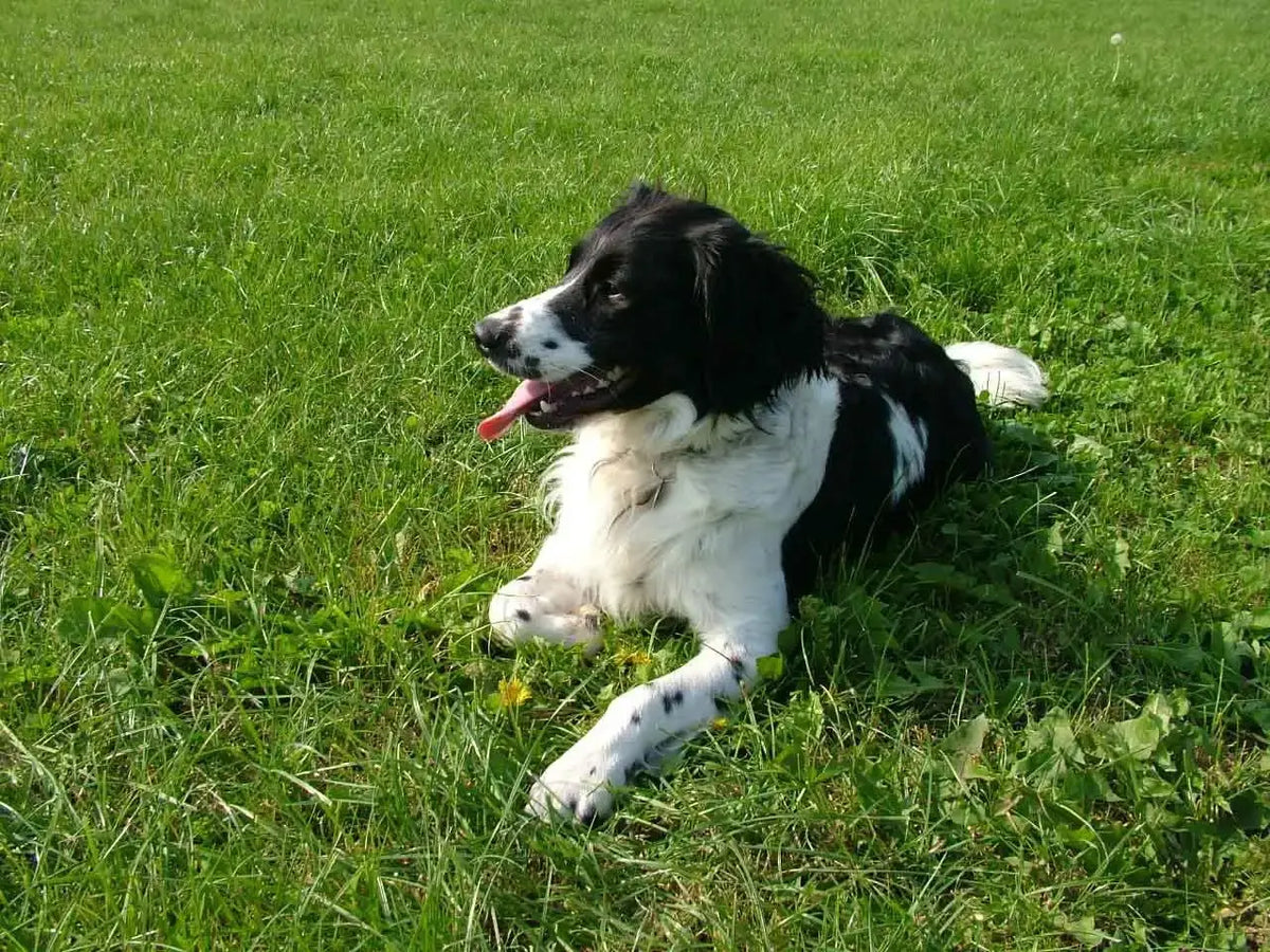 Perdiguero frisón, conocido como Stabyhoun