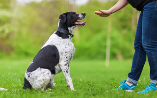 Lección 17: Enriquecimiento Ambiental para tu Perro