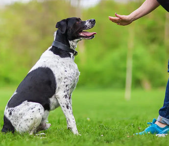 Lección 17: Enriquecimiento Ambiental para tu Perro