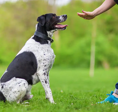 Lección 17: Enriquecimiento Ambiental para tu Perro