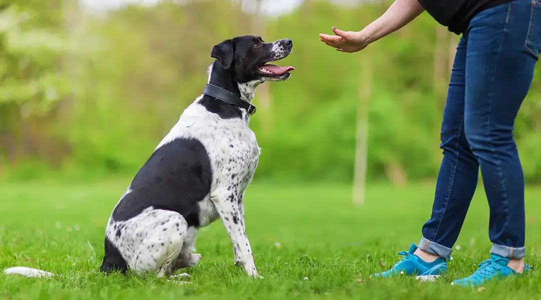 Lección 17: Enriquecimiento Ambiental para tu Perro