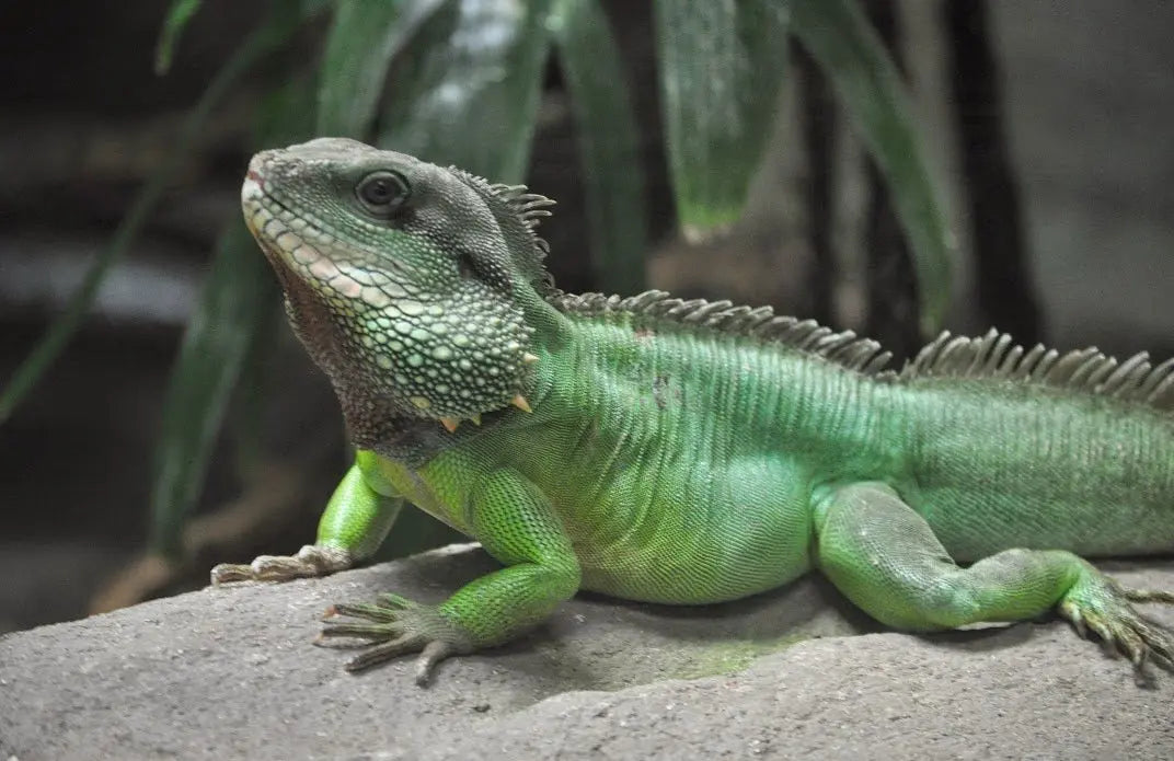 Dragón de Agua (Physignathus cocincinus)