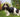 Cavalier King Charles Spaniel: Elegancia y Dulzura