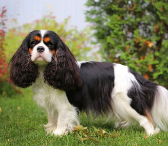 Cavalier King Charles Spaniel: Elegancia y Dulzura