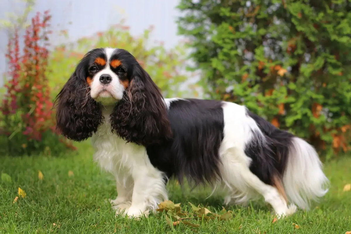 Cavalier King Charles Spaniel: Elegancia y Dulzura