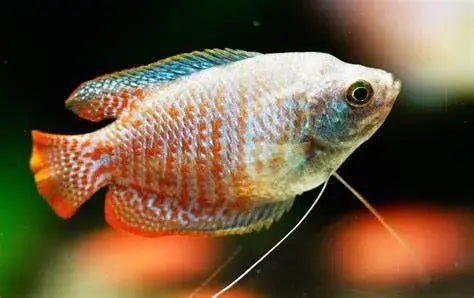 Gourami Enano (Colisa lalia): Joya Acuática en Miniatura