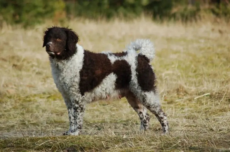 Perro de Agua Frisón: Elegancia Acuática y Devoción Fiel