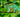 Camaleón de la Selva (Calumma parsonii) Guia