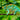 Camaleón de la Selva (Calumma parsonii) Guia