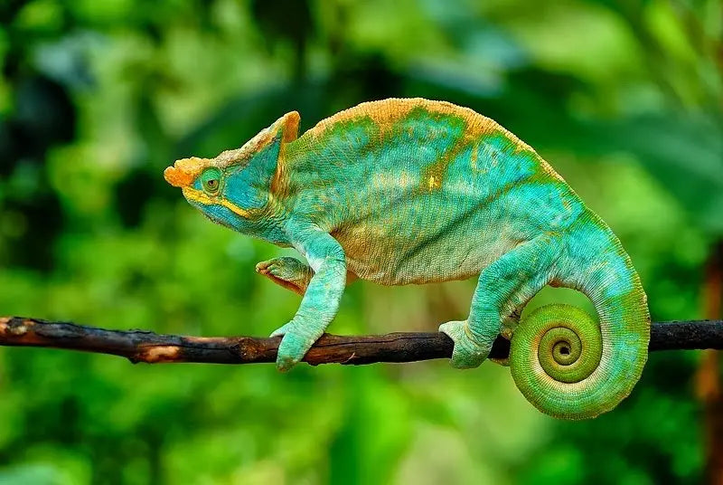 Camaleón de la Selva (Calumma parsonii) Guia