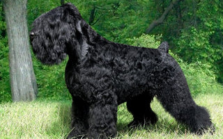El Terrier Ruso Negro: Elegancia y Vitalidad
