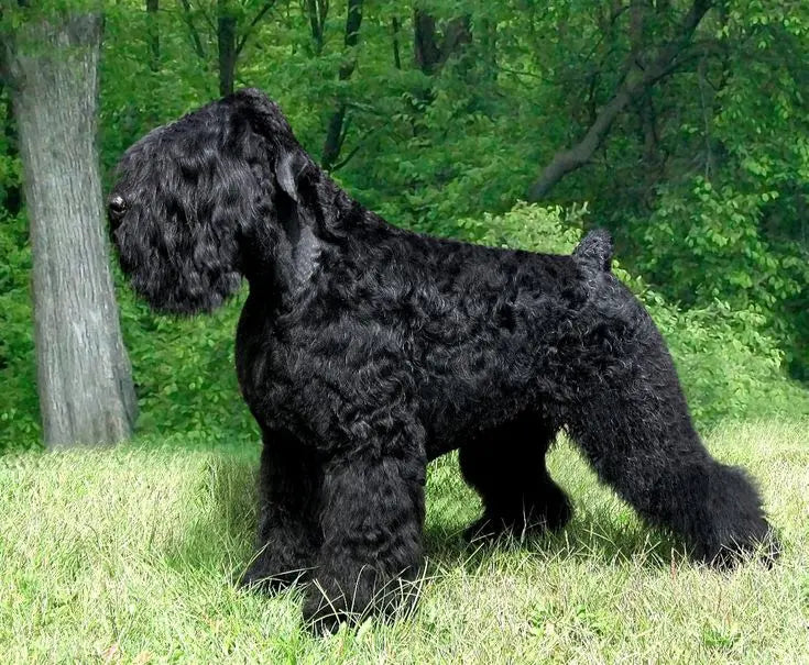 El Terrier Ruso Negro: Elegancia y Vitalidad