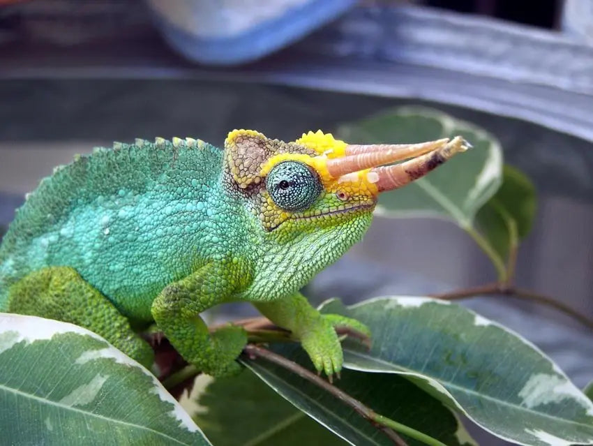 Camaleón Jackson (Trioceros jacksonii) Guia