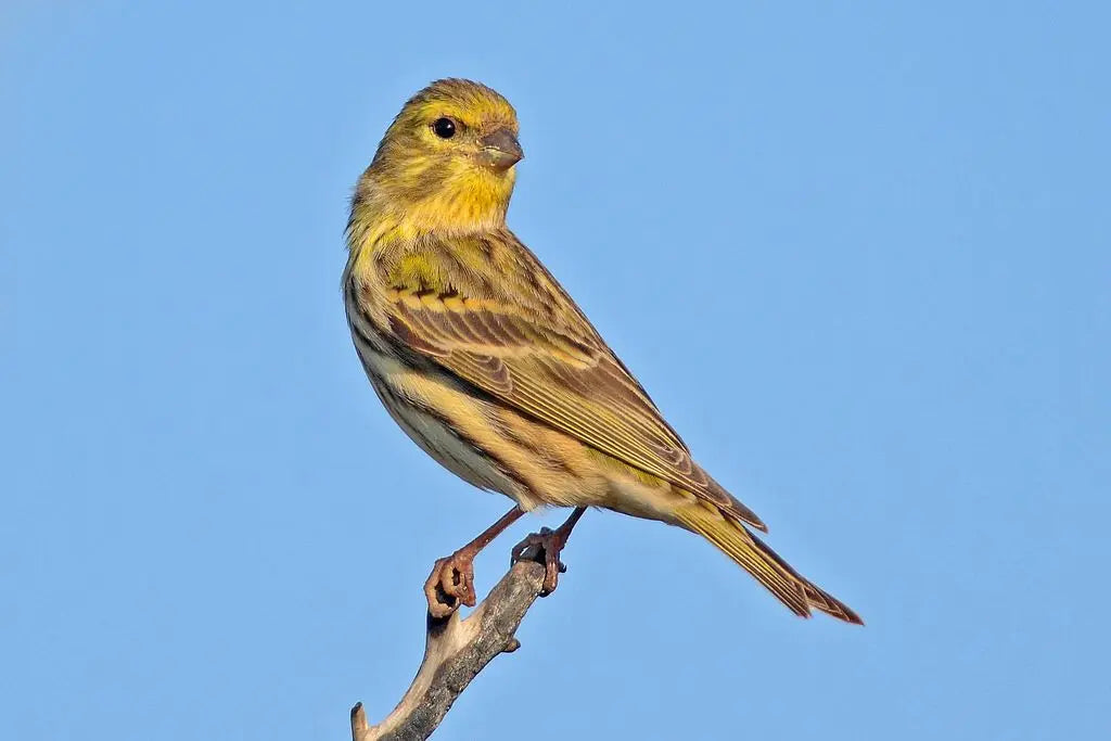 Verderón (Chloris chloris) Colores Flamantes
