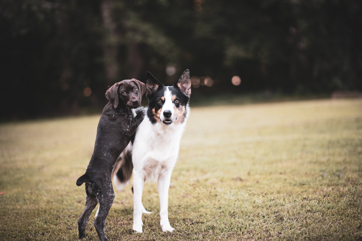Cómo Introducir Nuevos Hábitos de Cuidado en la Rutina de Tu Perro