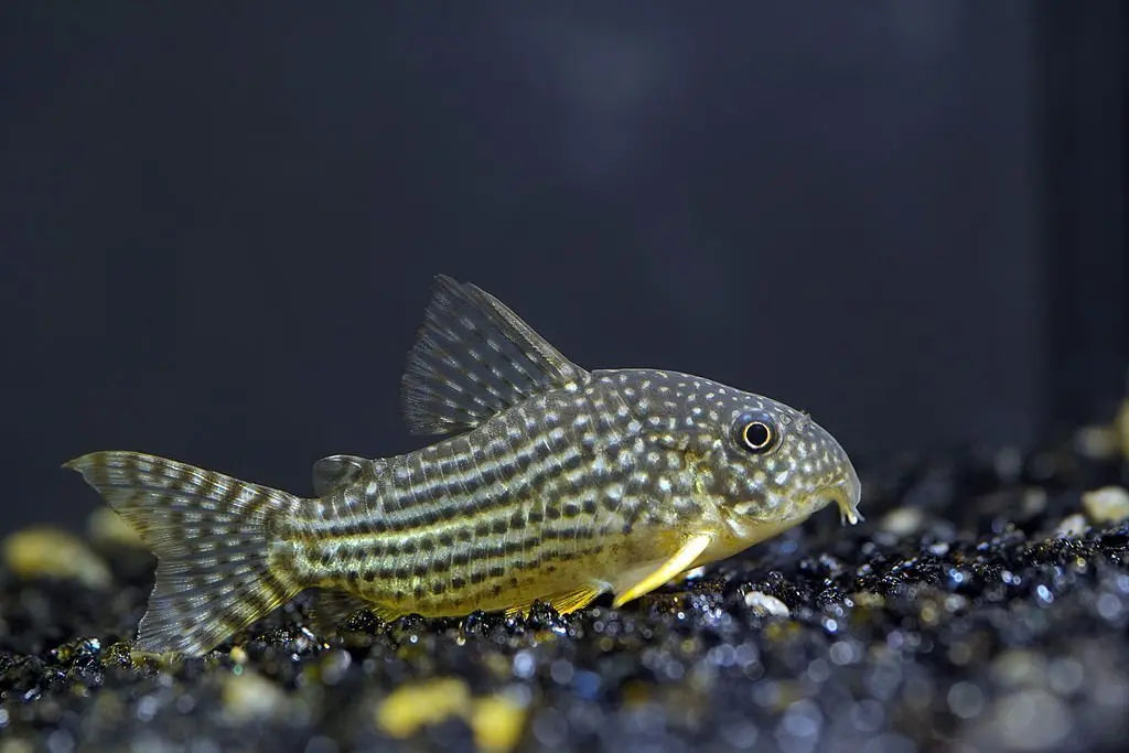 Pez Gato Corydora (Corydoras spp.): Encanto Subacuático en Miniatura