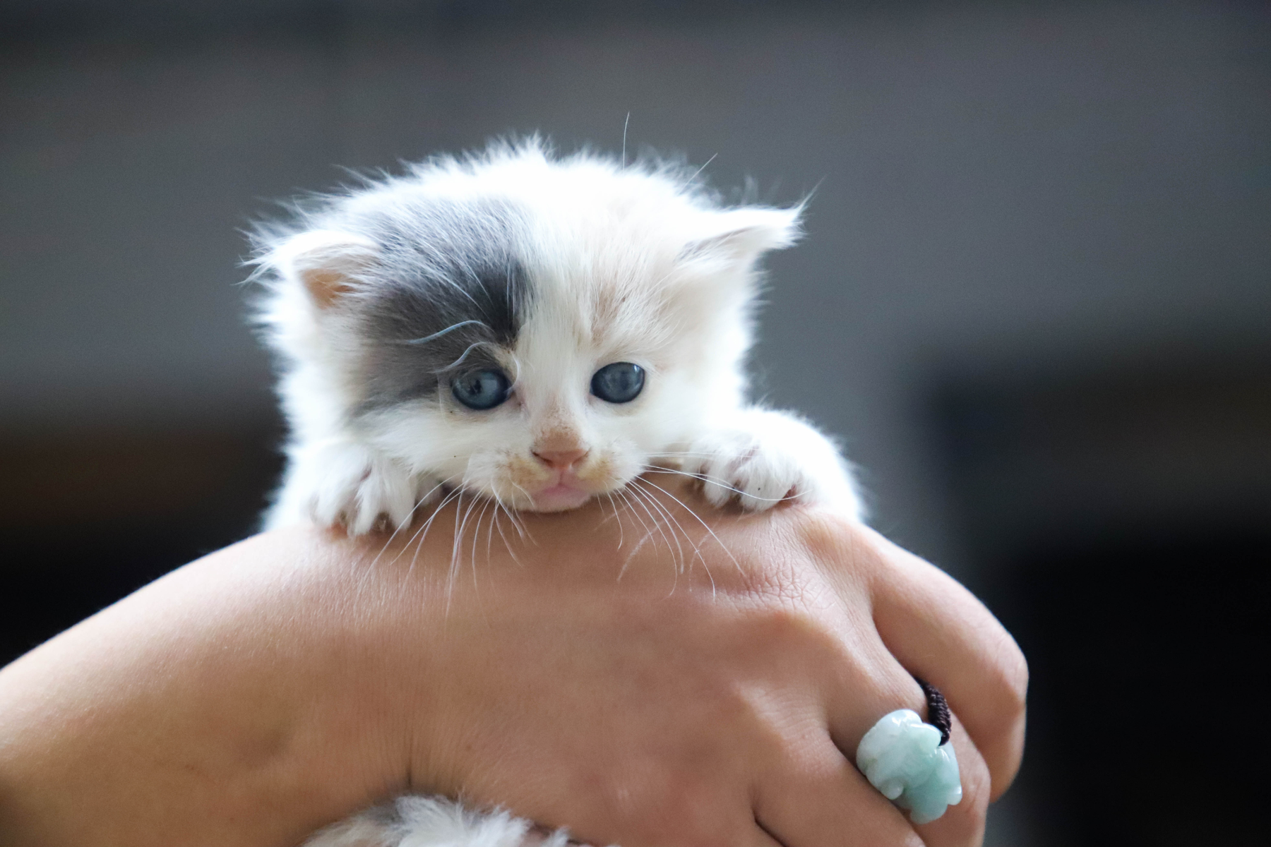 Probióticos, prebióticos o enzimas para gatos: la fórmula que conviene mirar antes de decidir