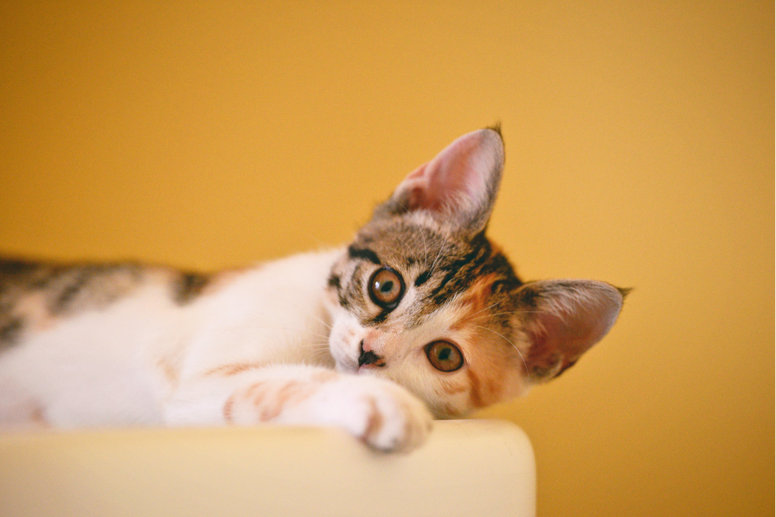 Si tu gato tiene digestiones delicadas: 8 señales para revisar mejor un suplemento digestivo - AnimalXop