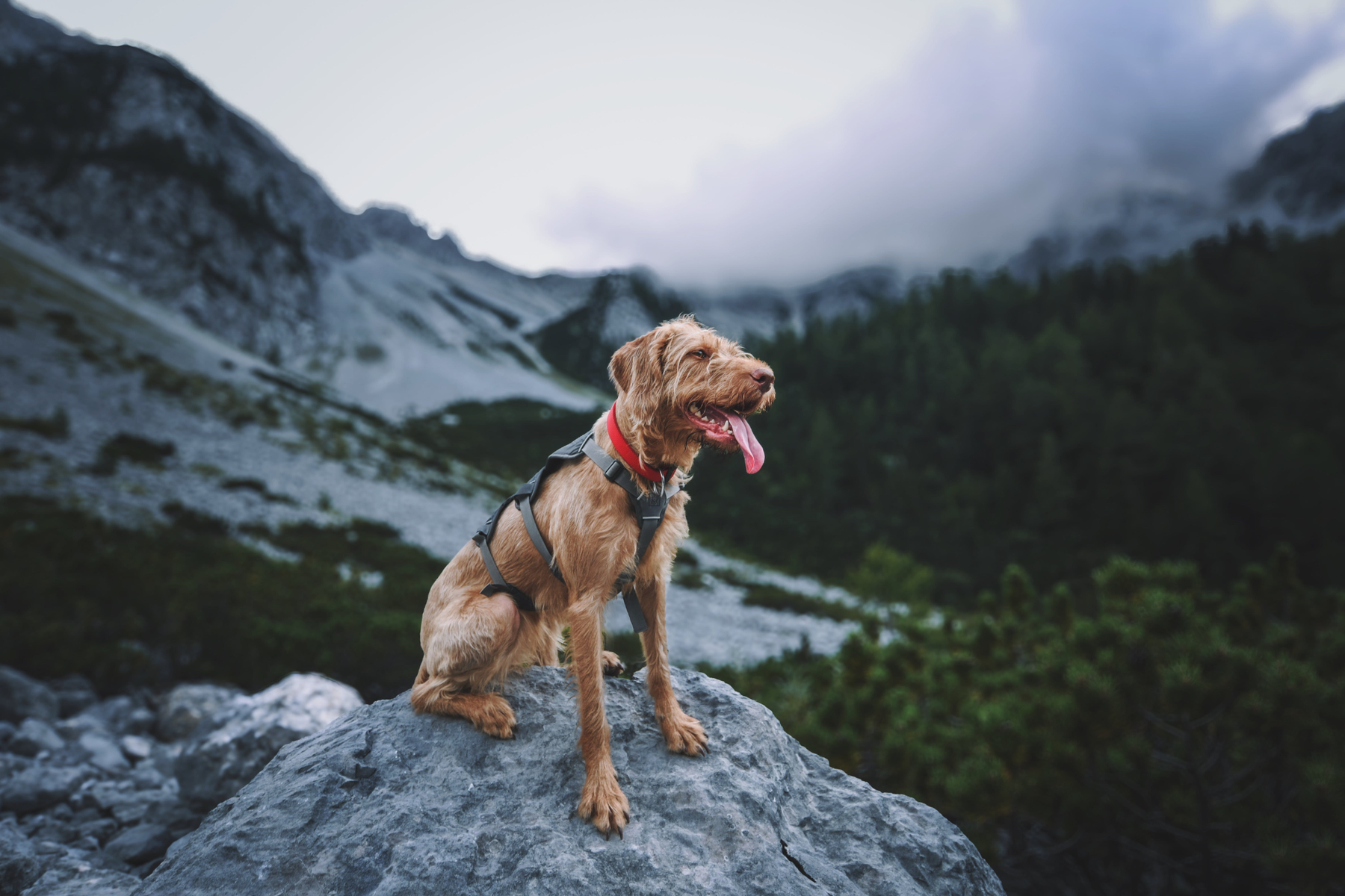 Latas, sobres o semihúmeda: checklist útil para elegir comida húmeda para perros sin fijarte solo en la marca