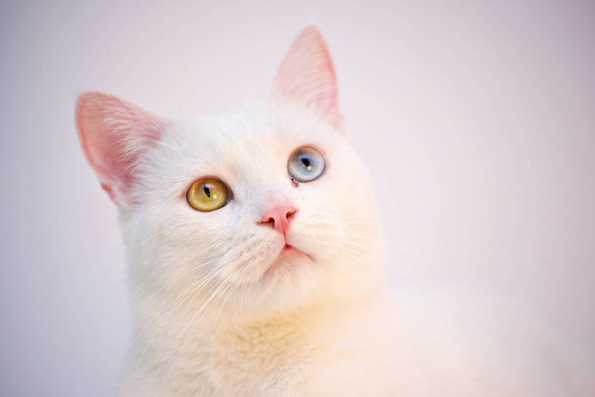 Tu gato se lo come todo… o nada: cuándo encaja mejor un snack cremoso y en qué conviene fijarse