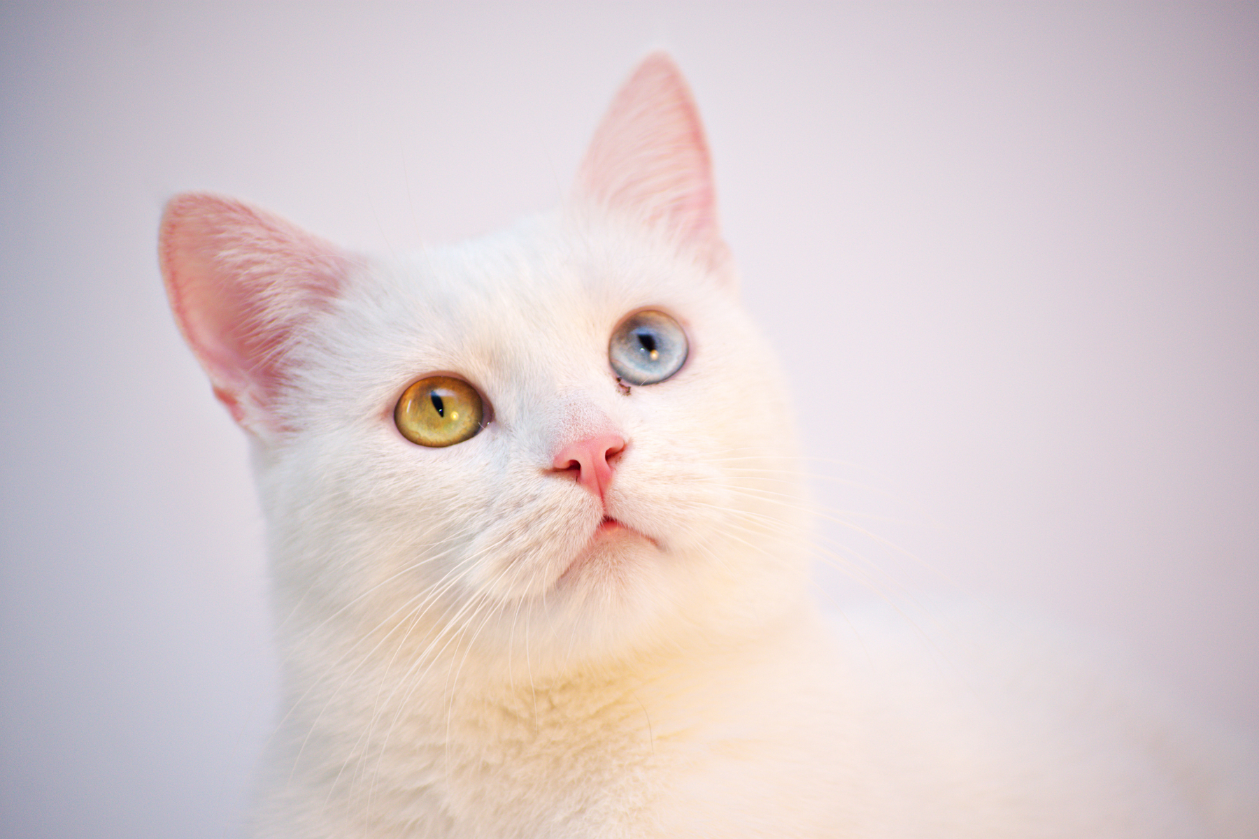 Tu gato se lo come todo… o nada: cuándo encaja mejor un snack cremoso y en qué conviene fijarse