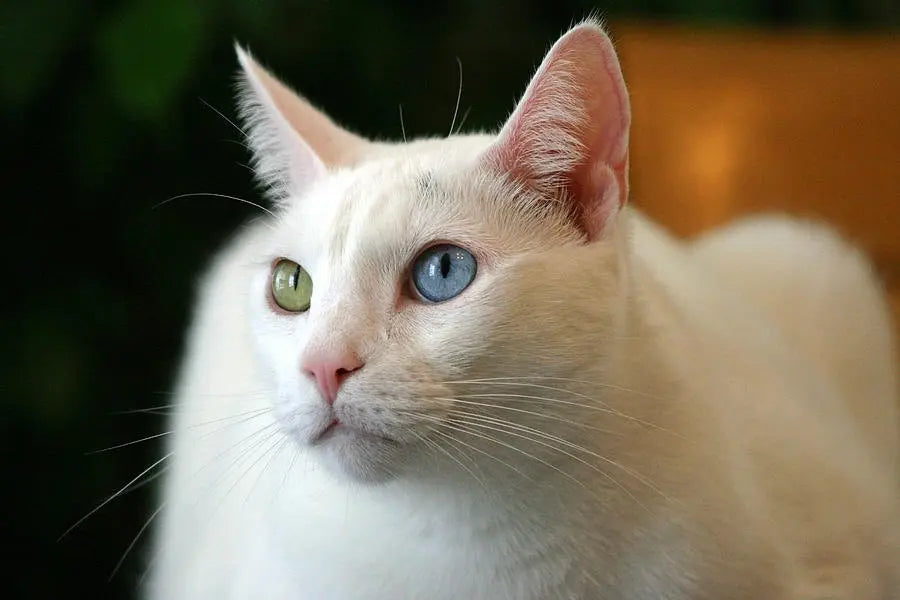 Gato Khao Manee: Elegancia Misteriosa en Cuatro Puntos.