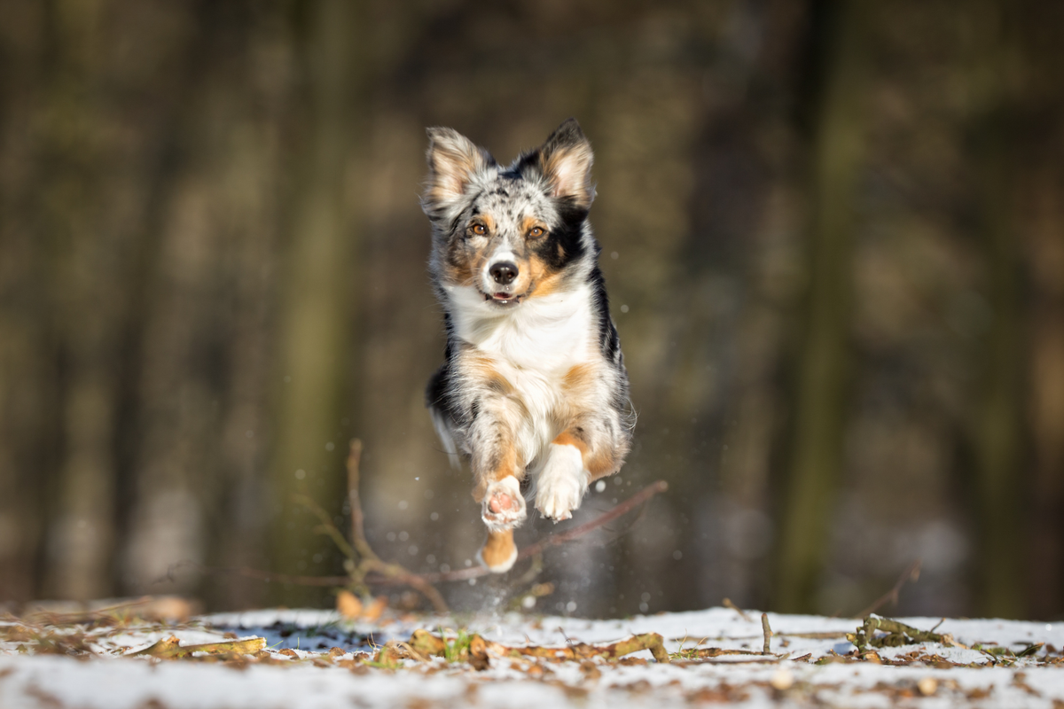 Toppers para perros: checklist de compra para elegir uno que mejore el pienso sin descompensar la dieta