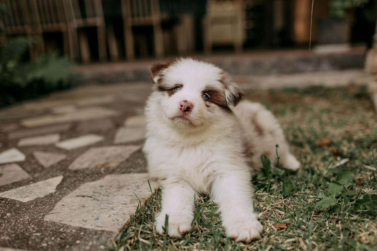 Cuidados Esenciales para Cachorros: Primeros Meses de Vida