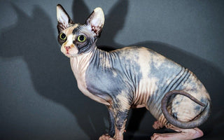 Gato Egipcio Sin Pelo: La Elegancia de la Antigüedad en un Felino