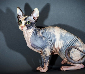 Gato Egipcio Sin Pelo: La Elegancia de la Antigüedad en un Felino