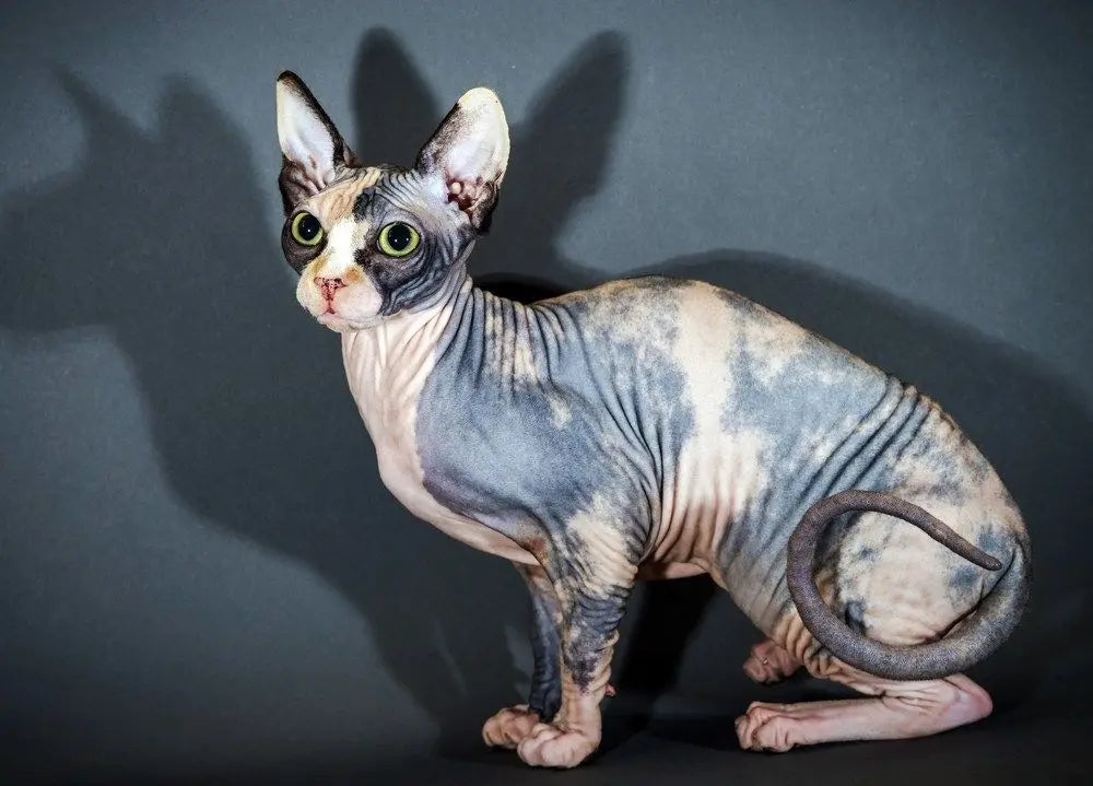 Gato Egipcio Sin Pelo: La Elegancia de la Antigüedad en un Felino