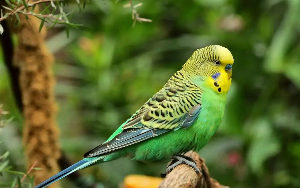 Periquito Australiano (Melopsittacus undulatus)