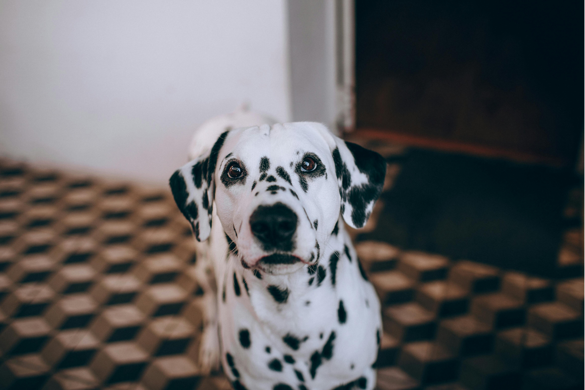 Toppers para perros: checklist de compra para elegir uno útil según el tipo de pienso y el apetito de tu perro