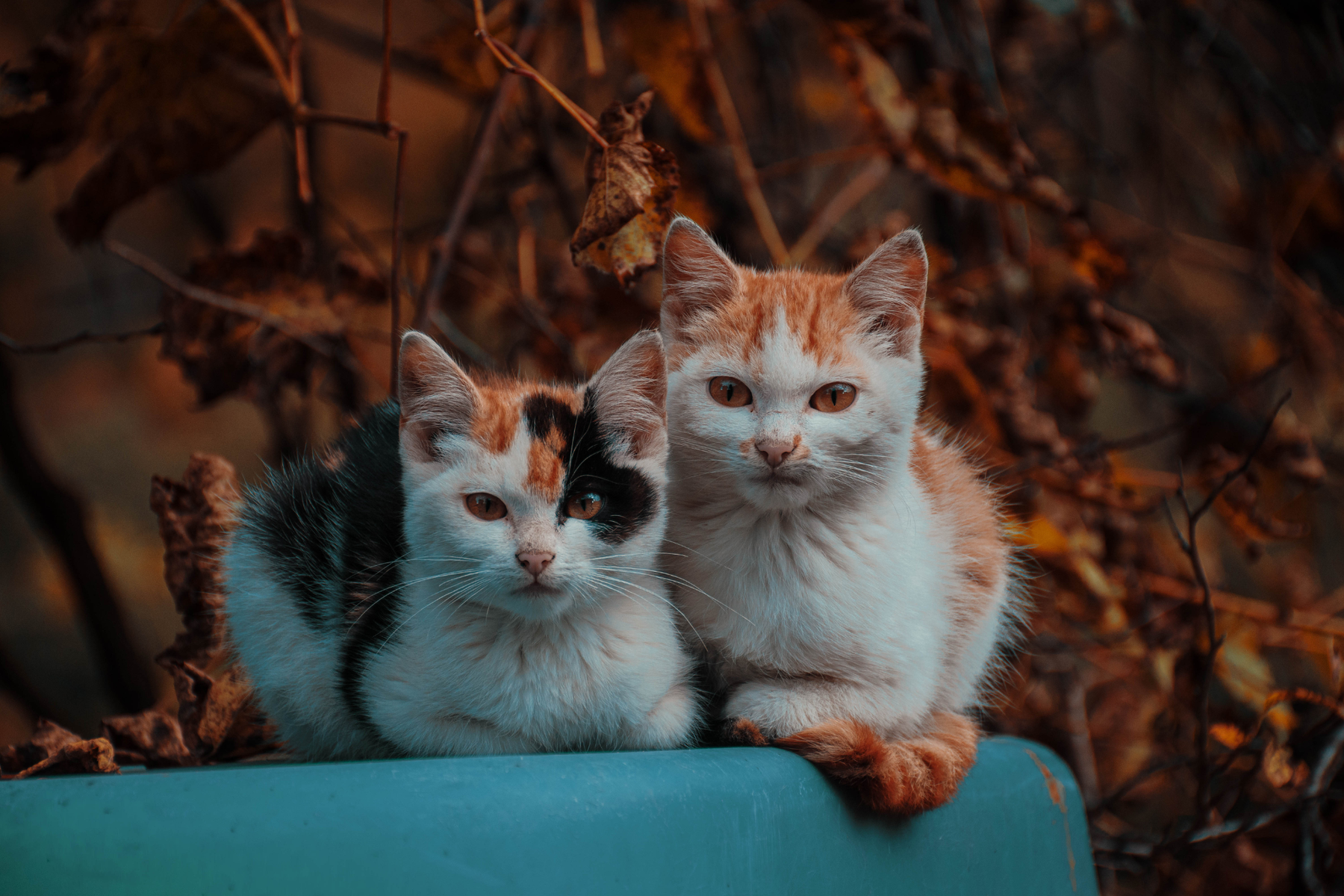 Heces blandas, gases o digestión delicada: ingredientes que merece la pena revisar en un suplemento para gatos