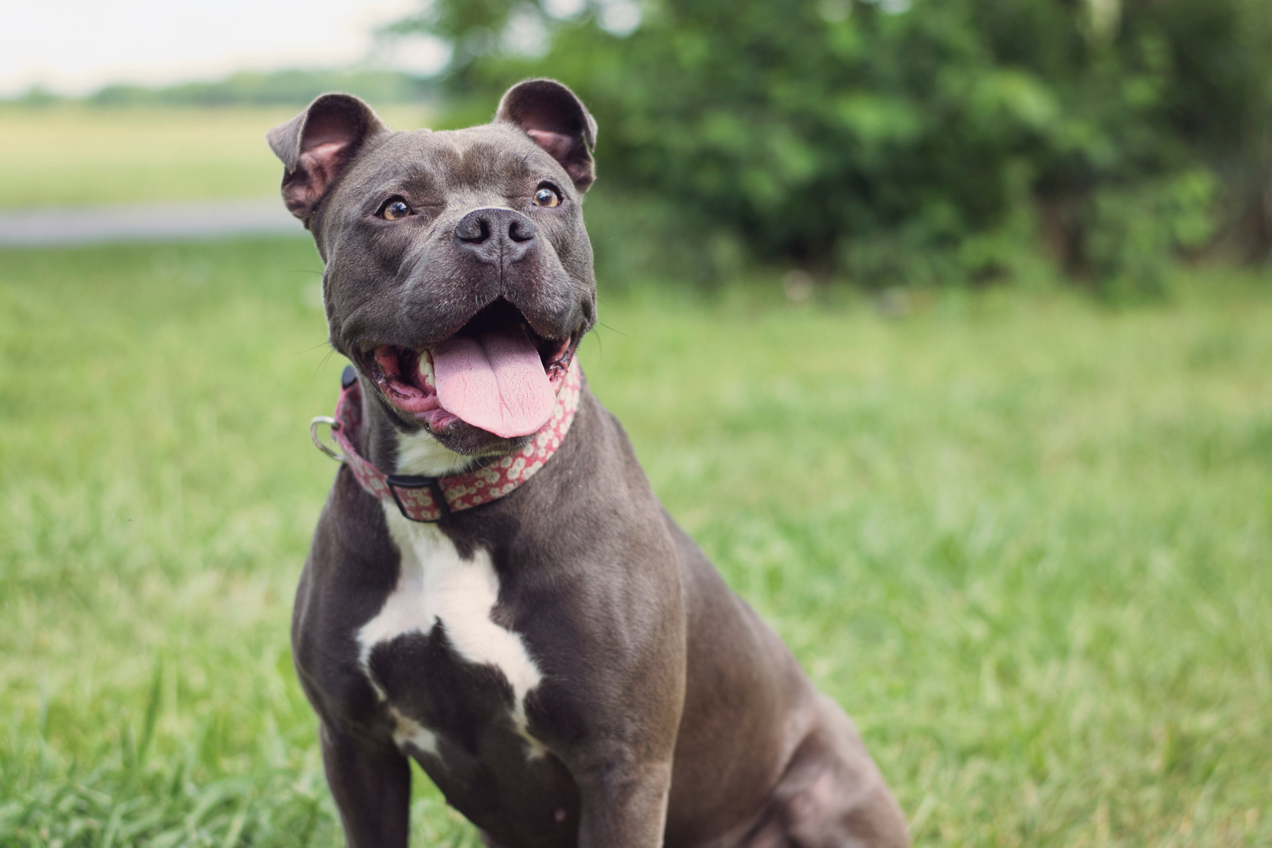Comprendiendo las necesidades alimenticias de los perros