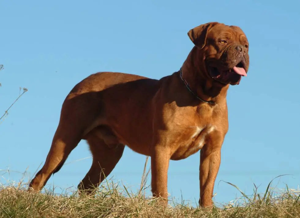 Dogo de Burdeos: Majestuosidad y Lealtad Incuestionable.