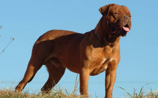 Dogo de Burdeos: Majestuosidad y Lealtad Incuestionable.