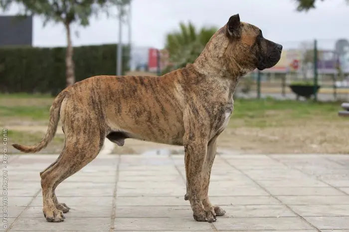 Villano de las Encartaciones: Firmeza y Versatilidad en un Can Iberico.