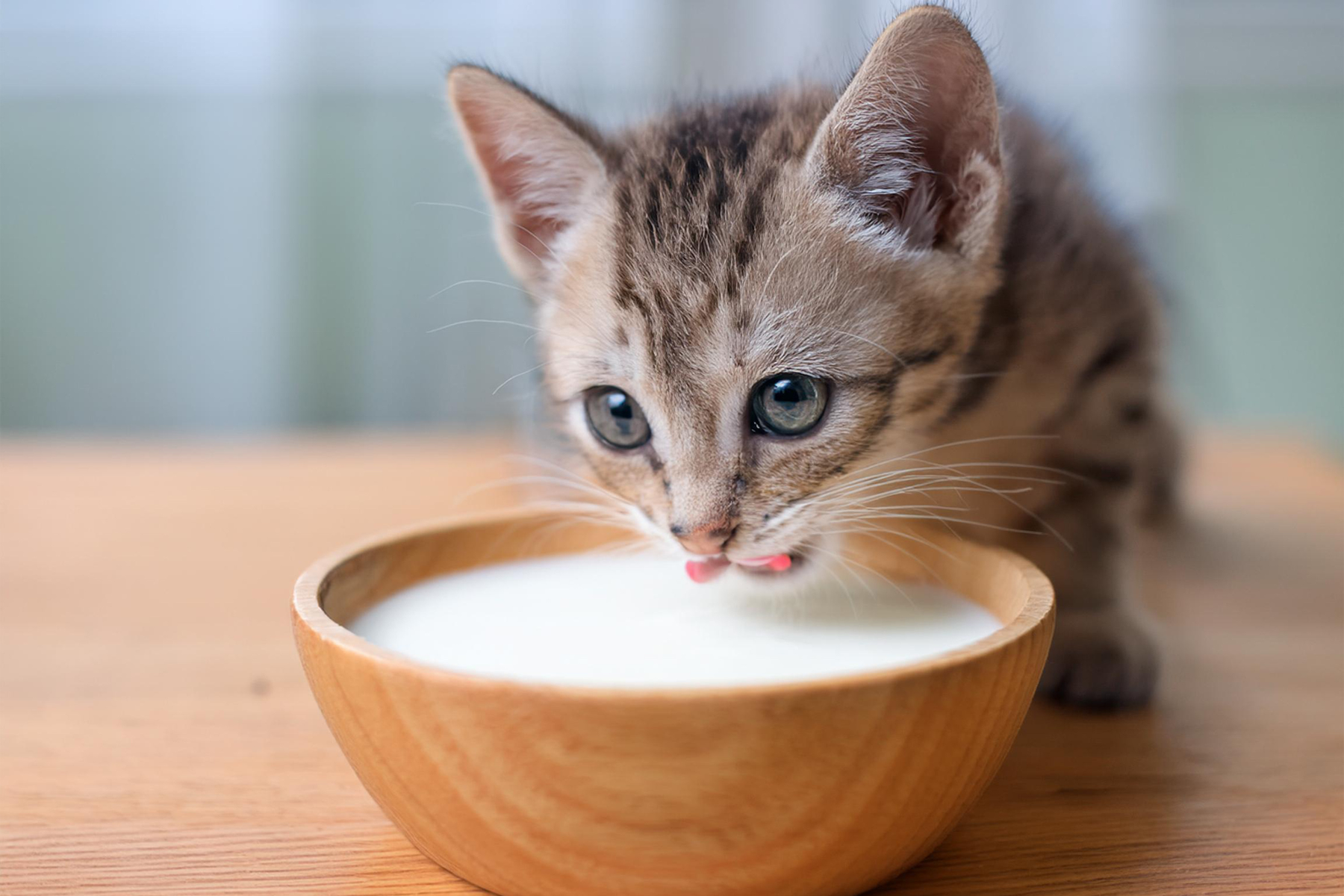 ¿Pueden los gatos comer yogur? Cuándo tiene sentido ofrecerlo y en qué casos es mejor evitarlo