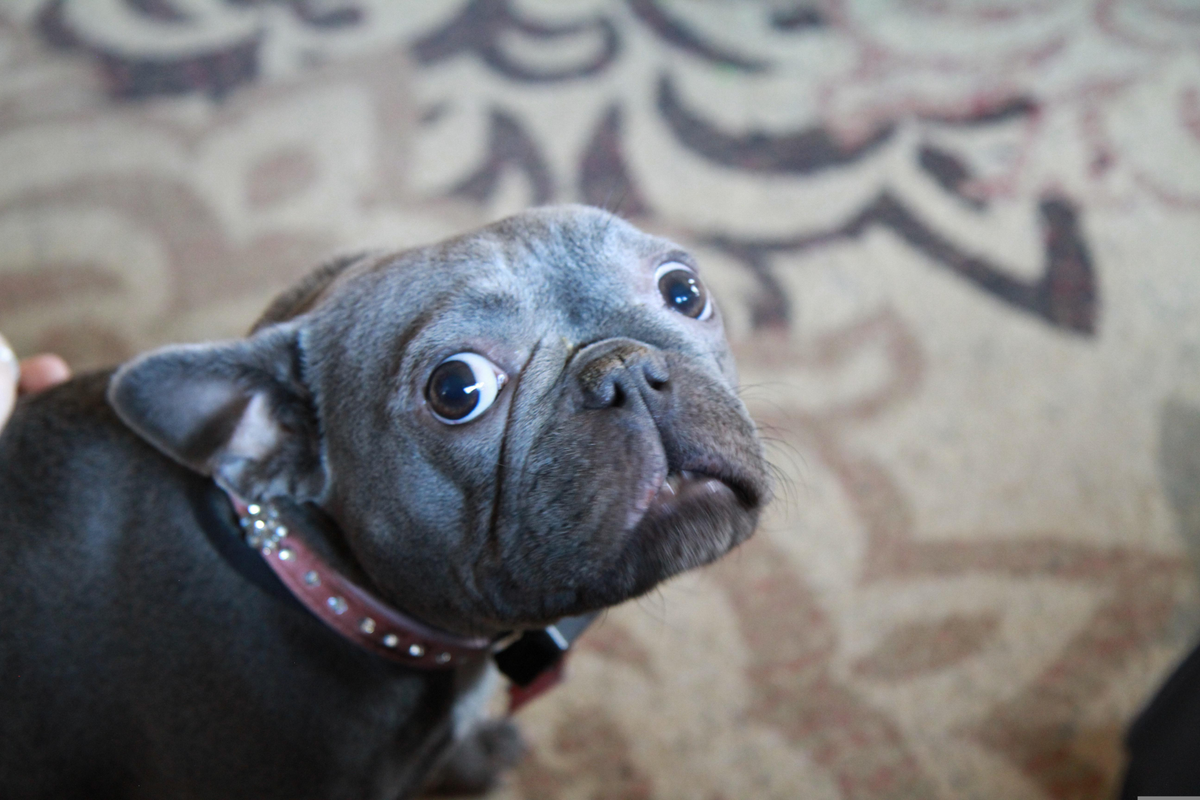 Suplementos para perros: checklist útil para elegir según objetivo, composición y tolerancia