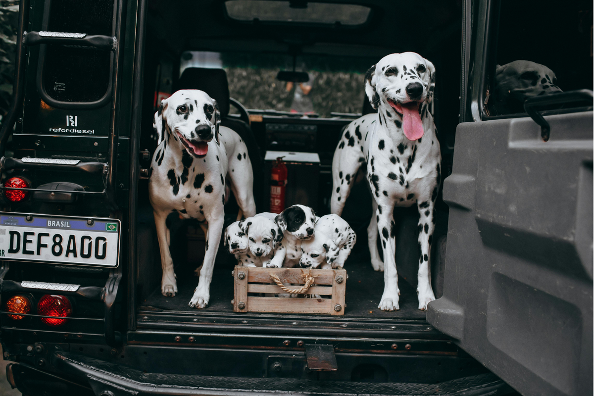 Consejos para elegir el mejor juguete para tu perro