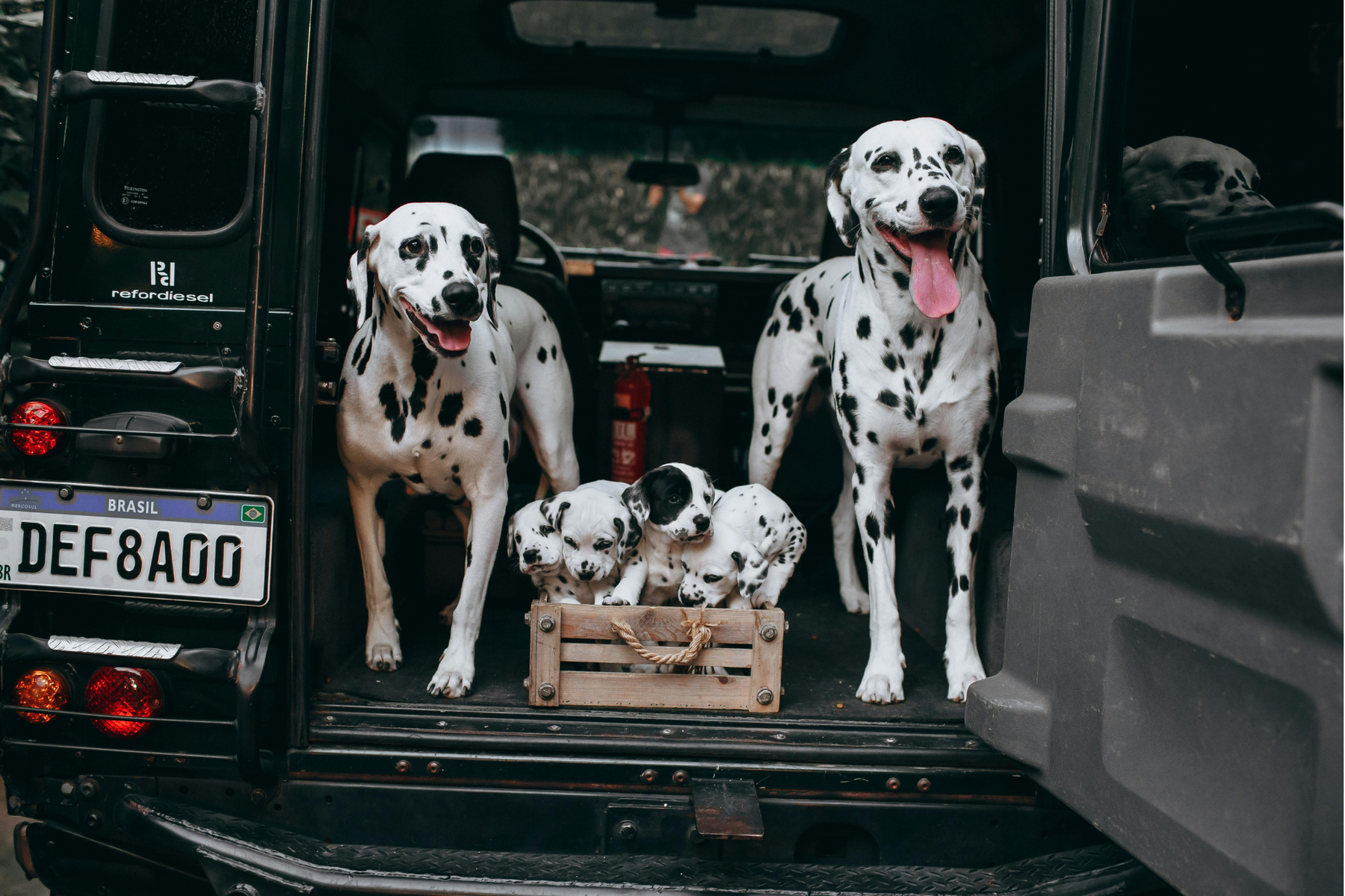 Consejos para elegir el mejor juguete para tu perro