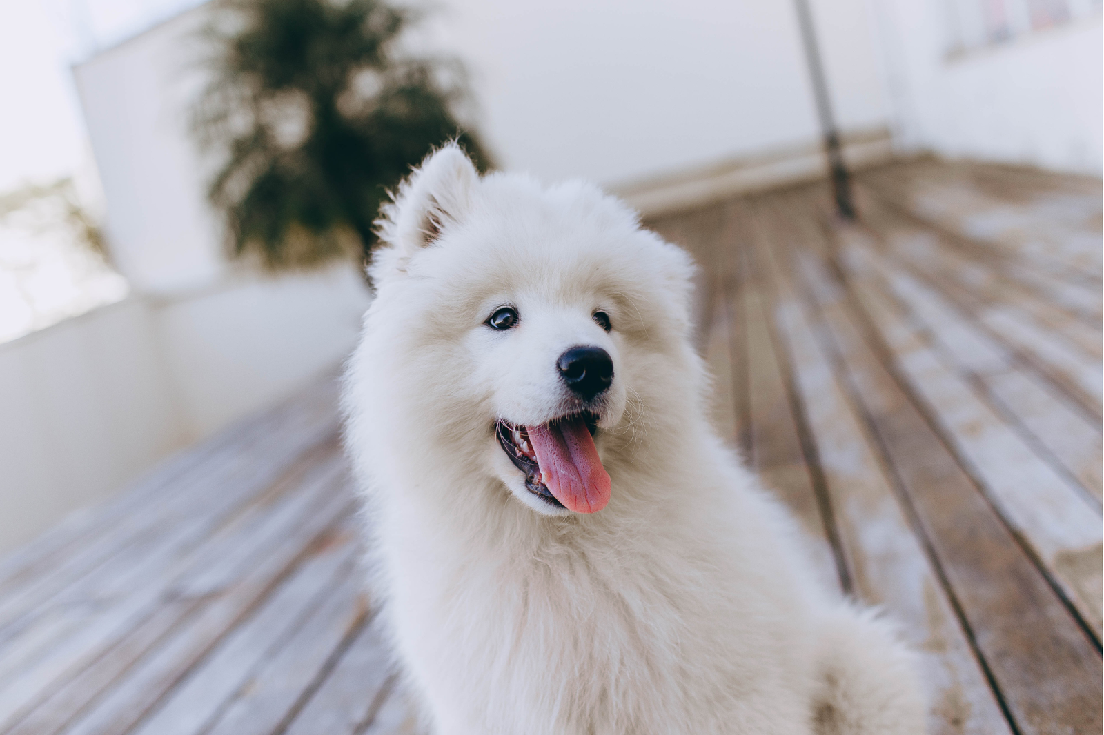 Suplementos para perros: checklist de compra para compararlos sin fijarte solo en la promesa del envase - AnimalXop