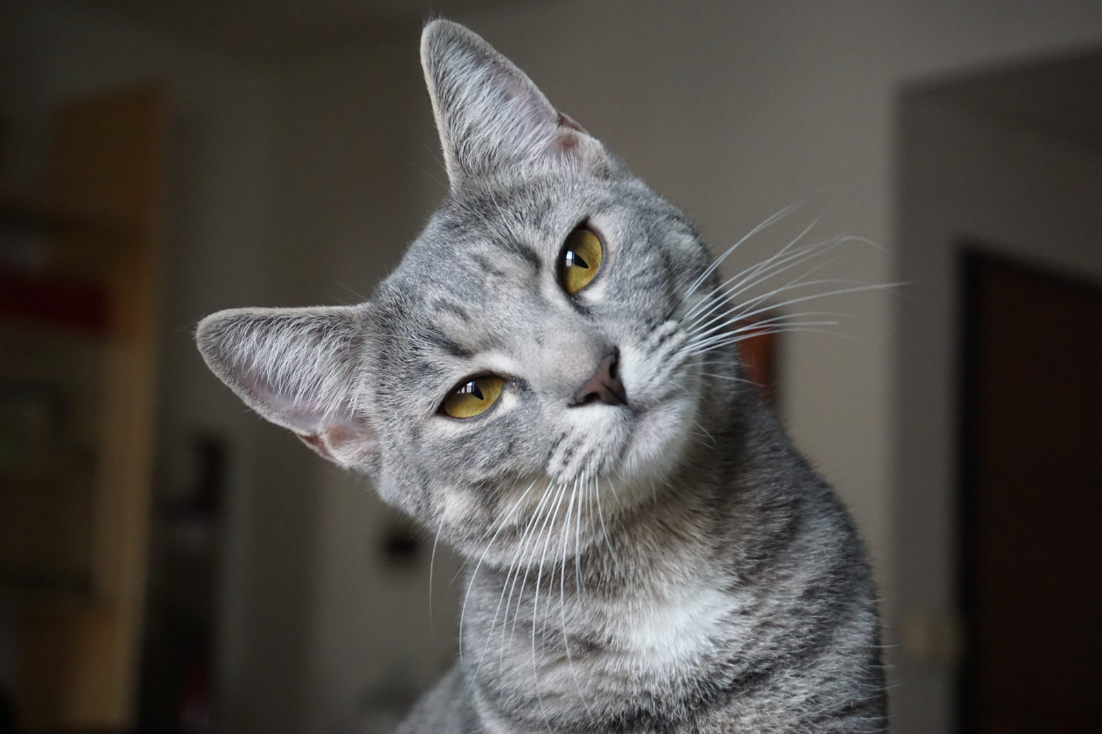 Gatos de interior: checklist útil para elegir pienso seco según actividad, esterilización y control de peso - AnimalXop