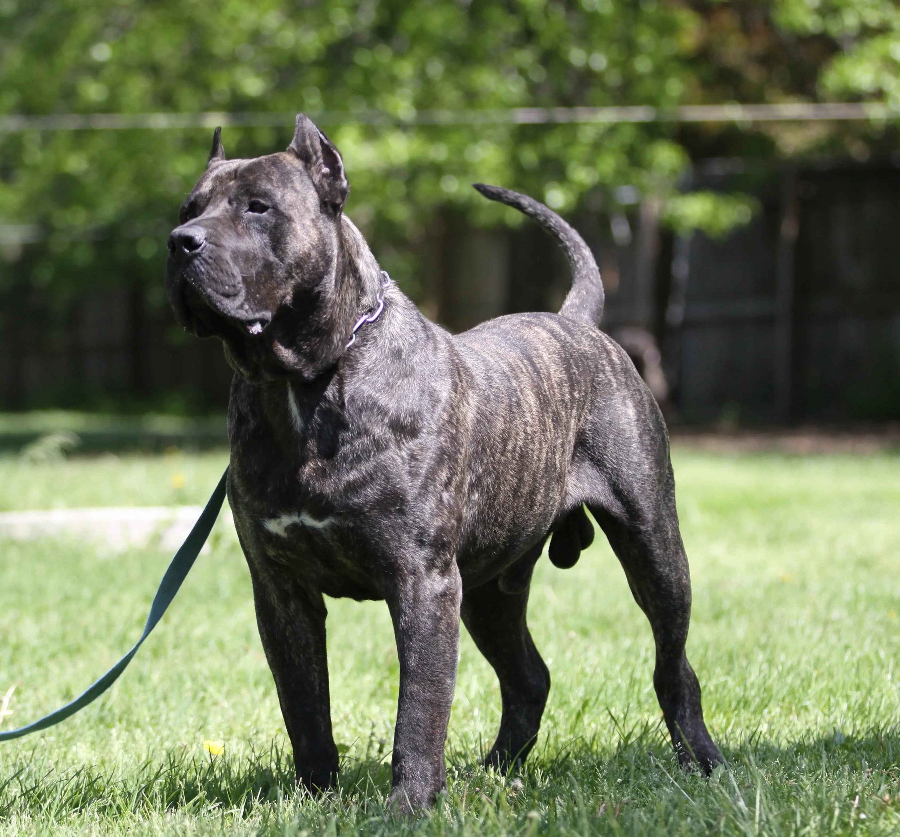El Presa Canario: Nobleza Canaria en un Gigante Gentil