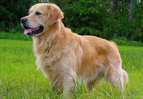 El Golden Retriever: Luz Dorada entre las Razas Caninas