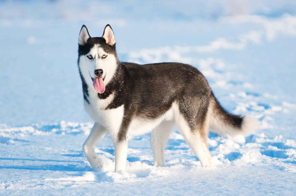El Husky Siberiano: Espíritu Ártico en un Compañero Canino